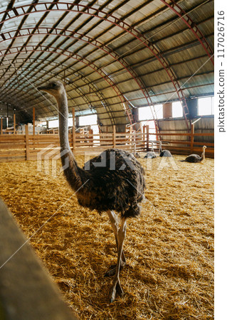 Ostrich is standing proudly in a charming barn filled with golden hay bales. Vertical photo 117026716