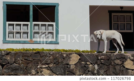 Dog guarding chalet atop a high fortified wall in slow motion 117026798