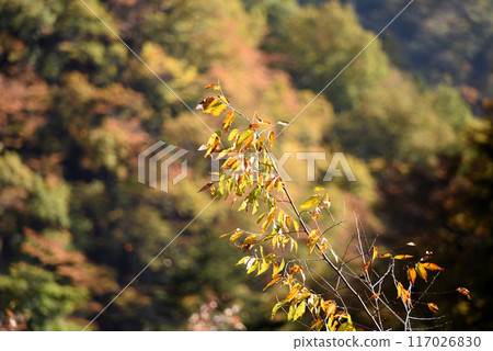 Autumn leaves Okutama 117026830