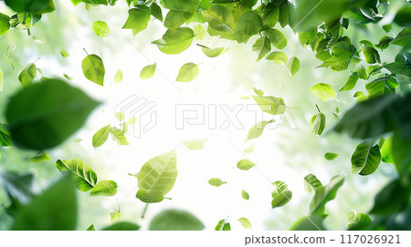 Green leaves fluttering from above 117026921