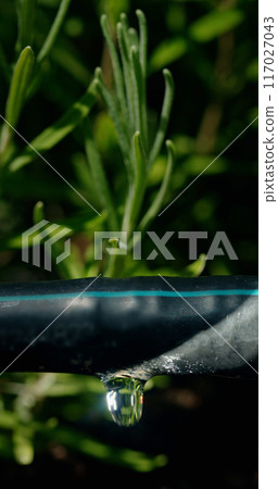 Close-up of a black drip hose with a water droplet amidst vibrant green plants, indicating efficient irrigation. 117027043