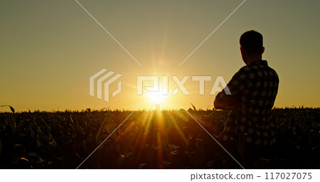 Confident young man admires the sunset over a cornfield, rear view Confident young man admires the sunset over a cornfield, rear view 117027075