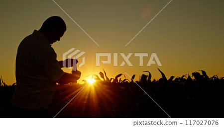 Silhouette of a farmer studying corn sprouts at sunset. 117027076