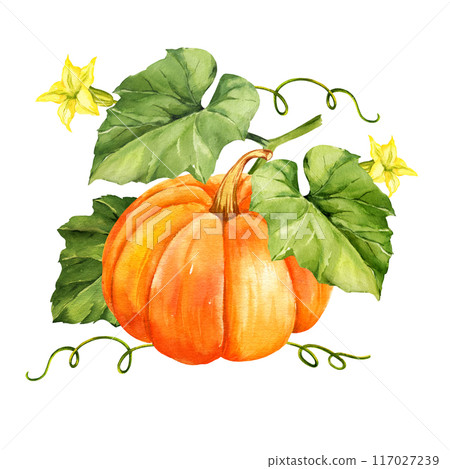 watercolor big ripe orange pumpkin with green leaves, stems, yellow flowers, autumn harvest illustration, hand drawn sketch, white background, for Halloween, fall festival watercolor big ripe orange pumpkin with green leaves, stems, yellow flowers, autumn harvest illustration, hand drawn sketch, white background, for Halloween, fall festival 117027239