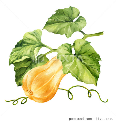 watercolor ripe yellow pumpkin with green leaves, stems, autumn harvest illustration, hand drawn sketch, white background, for Halloween, fall festival 117027240
