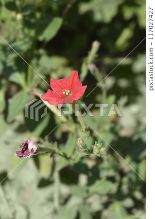 Brazilian red petunia Brazilian red petunia 117027427