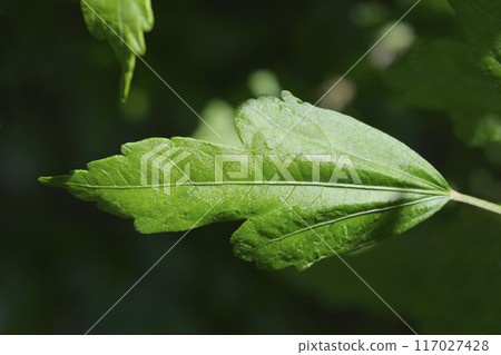 Rose Of Sharon 117027428