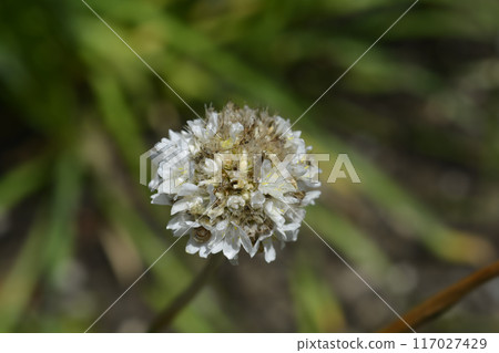 Great thrift 117027429