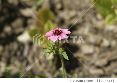 Nepal Cinquefoil 117027431