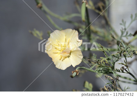 Golden poppy flower 117027432