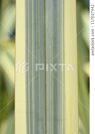 Variegated New Zealand flax Variegated New Zealand flax 117027442