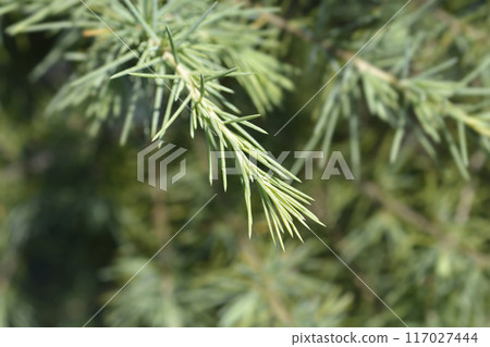 Deodar cedar 117027444