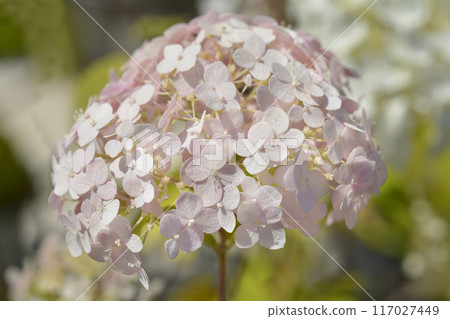 Smooth hydrangea Candybelle Bubblegum 117027449