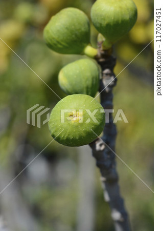 Common fig Common fig 117027451