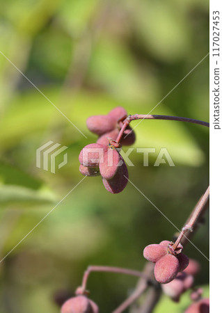 Spindle Red Cascade 117027453