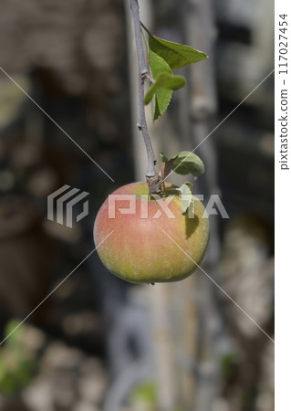 Melrose apple tree 117027454