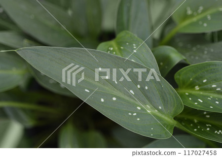 Garden calla lily 117027458