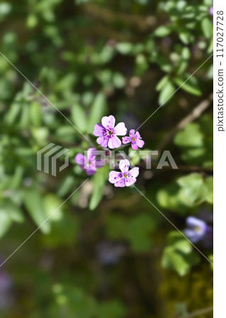 Rock soapwort Rock soapwort 117027728