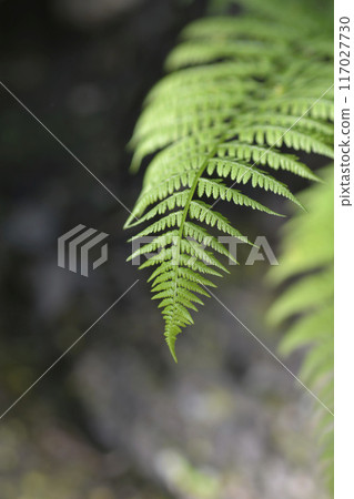 Lady fern 117027730