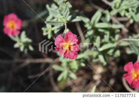 Rock rose Fire Dragon 117027731