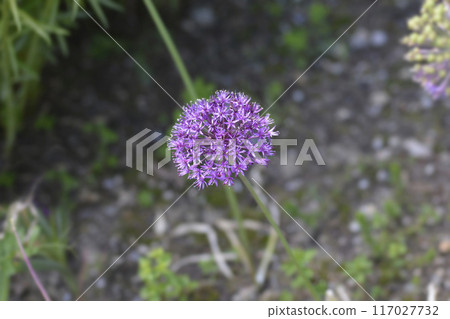 Flowering Onion Purple Sensation 117027732