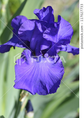 Tall bearded iris Royal Regency 117027733