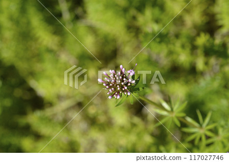 Caucasian crosswort 117027746