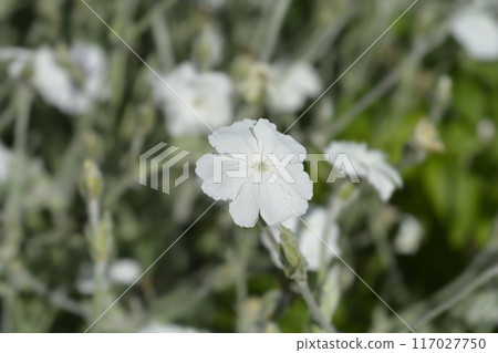 White Rose campion White Rose campion 117027750