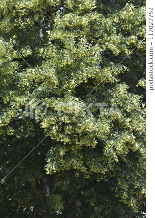 Small-leaved lime Small-leaved lime 117027752