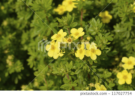 Shrubby Cinquefoil 117027754