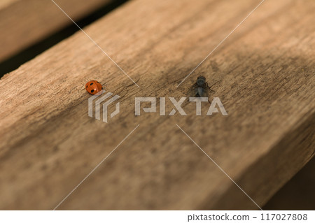 on a wooden surface there is a red ladybug, a fly and a lizard on a sunny day, green leaves around 117027808