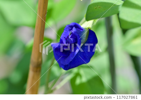 Butterfly pea 117027861