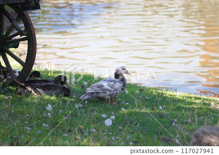 grey spotted ducks on green grass near lake in shade of wooden structure 117027941