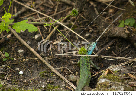 beautiful green lizard on the ground with a green flower near its head beautiful green lizard on the ground with a green flower near its head 117028045