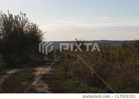yellow fields under blue sky, farmland, dry fields under the scorching sun 117028101