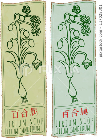 Vector drawing LIRIUM SCOP in Chinese. Hand drawn illustration. Latin name is LILIUM CANDIDUM L 117028301