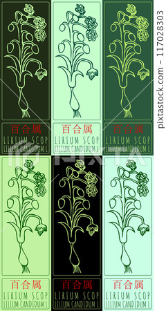 Set of vector drawing LIRIUM SCOP in Chinese in various colors. Hand drawn illustration. Latin name is LILIUM CANDIDUM L. 117028303