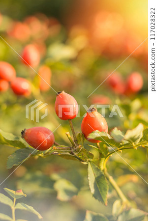 Bright, juicy and colourful rose hips, shining brightly on a beautiful sunny day in the embrace of nature. Bright, juicy and colourful rose hips, shining brightly on a beautiful sunny day in the embrace of nature. 117028322