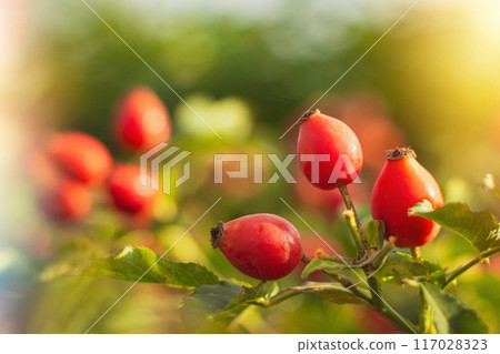 Rose hips hips in soft focus against a lush green background create a stunning visual nature contrast Rose hips hips in soft focus against a lush green background create a stunning visual nature contrast 117028323