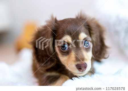 Kaninhen Dachshund Puppies 117028578
