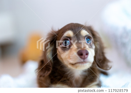 Kaninhen 臘腸犬幼犬 117028579