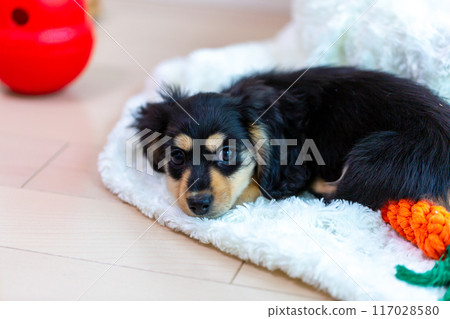 Kaninhen 臘腸犬幼犬 Kaninhen 臘腸犬幼犬 117028580