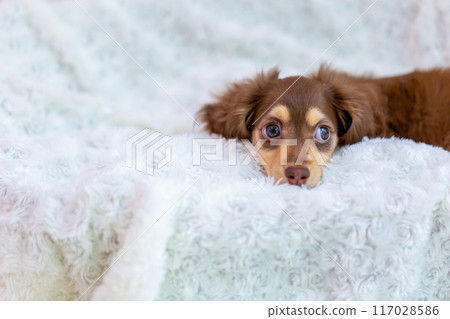 Kaninhen 臘腸犬幼犬 117028586