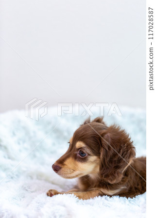 Kaninhen Dachshund Puppies 117028587