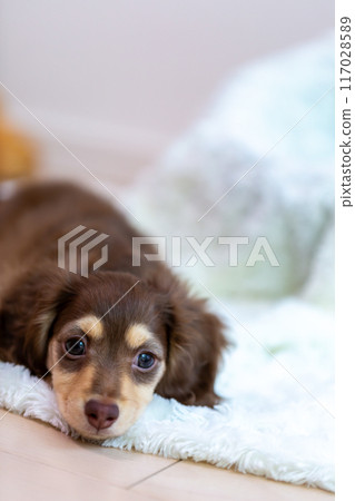 Kaninhen Dachshund Puppies Kaninhen Dachshund Puppies 117028589