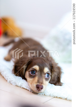 Kaninhen 臘腸犬幼犬 Kaninhen 臘腸犬幼犬 117028590