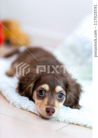 Kaninhen 臘腸犬幼犬 Kaninhen 臘腸犬幼犬 117028591