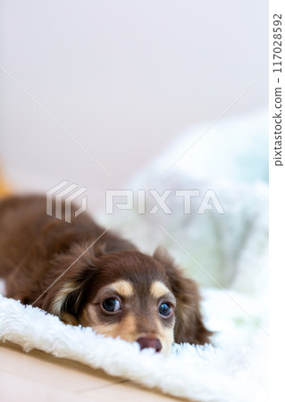 Kaninhen 臘腸犬幼犬 Kaninhen 臘腸犬幼犬 117028592