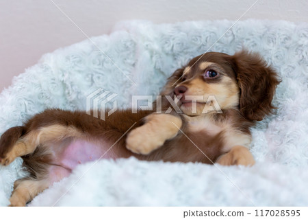 Kaninhen 臘腸犬幼犬 117028595