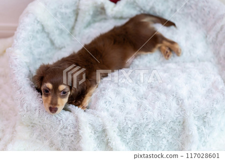 Kaninhen 臘腸犬幼犬 117028601